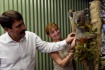 A magányos budapesti koala limfoid leukózisban szenved, nem is látogatható