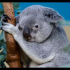 Nagyon szomorú – Ma délután elaltatták ezt a gyönyörű kis koalát