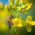 Veszélyben a méhek, a várható következmények beláthatatlanok