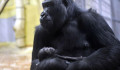 Micsoda karácsony: csodálatos születésről számolt be az MTI – Itt a kis gorilla!