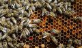 A magyarokat is leszavazva tiltja be az EU a méheket veszélyeztető rovarirtó szereket