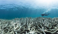 Minden eddiginél nagyobb mértékű a Nagy-korallzátony pusztulása
