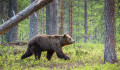Medvét láttak Egernél