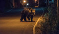 Két medvét kilőttek, kettőt pedig elgázoltak a napokban Romániában