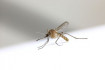 Nem találtak emberre veszélyes vírusokat a hazánkban terjedő inváziós szúnyogokban