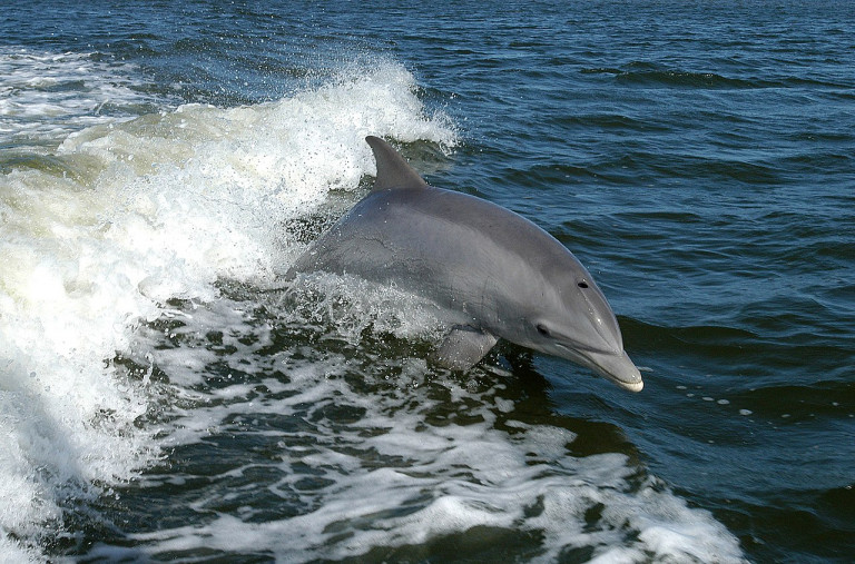 Tömeges delfinpusztulás a Fekete-tenger oroszországi partjainál