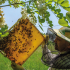 Méheink gyümölcse – Egy új hungarikum: az akácméz