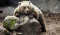 Állandó lakók lettek a barnamedvék Észak-Magyarországon