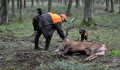 Jókora erdőt zárhatnak le, hogy vadászati központ lehessen belőle