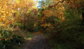 Vácrátót ilyenkor a világ csodája - Élvezze az ősz káprázatos színeit