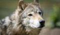 „Hangosan morgott” – Ezért lőtték le az állatkertből megszökött farkast