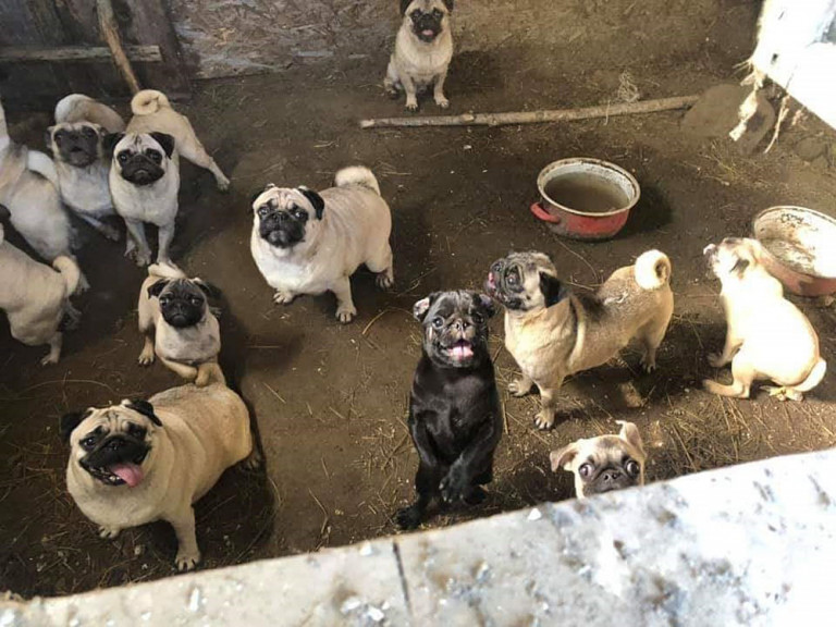 „Nem engedhetjük be őket, mert abból botrány lesz” – a magyarországi kutyaszaporításról készített riportfilmet a BBC lapunk cikke nyomán