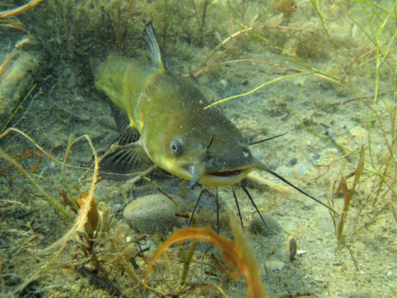 Catfish protecting its eggs in a lake France