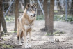 EU: Legyen ismét vadászható a szürke farkas
