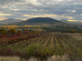 Tokaj-Hegyalját is fenyegeti az új szőlővész  