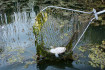 110 mázsa hal pusztult el a Velencei-tóban a nyáron