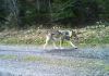 Már április elején megtalálták a kilőtt svájci farkas jeladóját a Hernádban