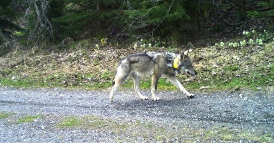Vádat emeltek a lelőtt svájci farkas ügyében