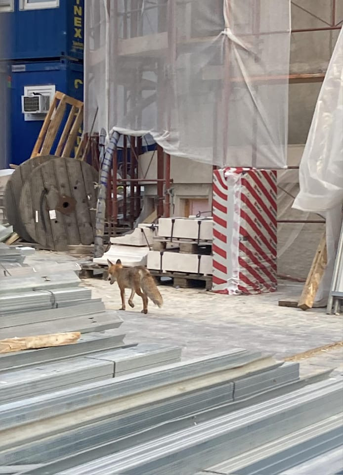 Egy rókának sikerült, ami a Karmelitánál tüntetőknek nem 