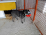 Két és fél év után tért vissza egy kutya a családjához Tiszakécskén