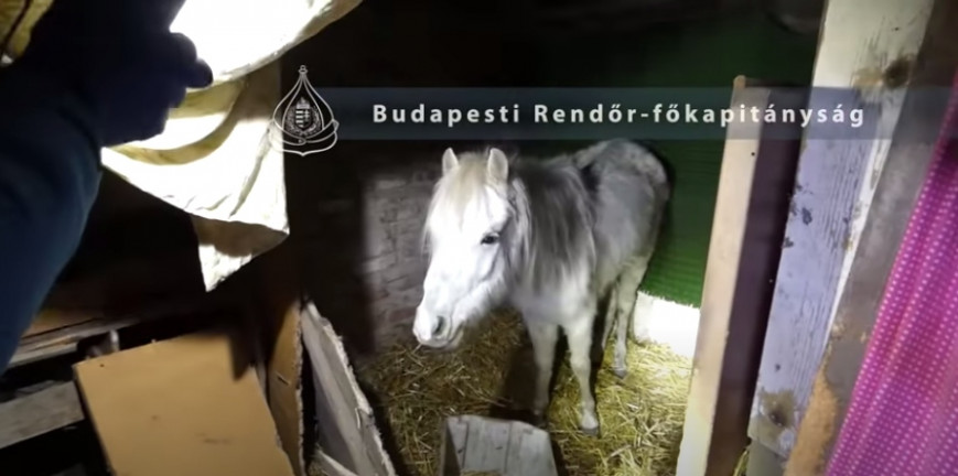 Legyengült, ellátatlan állatok miatt ment ki a rendőrség egy csepeli családi házhoz
