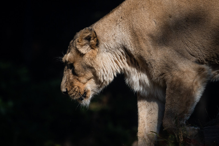 Megölte tulajdonosát egy oroszlán Szlovákiában