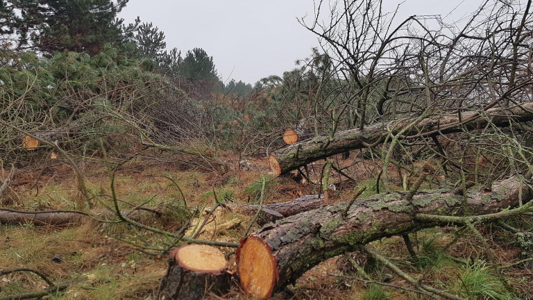 Fakivágással csináltak helyet a katonai lőtérnek Gyulafirátóton