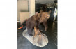 Egy férfi kétmillió forintért árult az interneten egy preparált barna medvét
