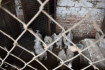 Az állatkínzásos esetek csak a jéghegy csúcsa – ipari méreteket ölt a kutyaszaporítás