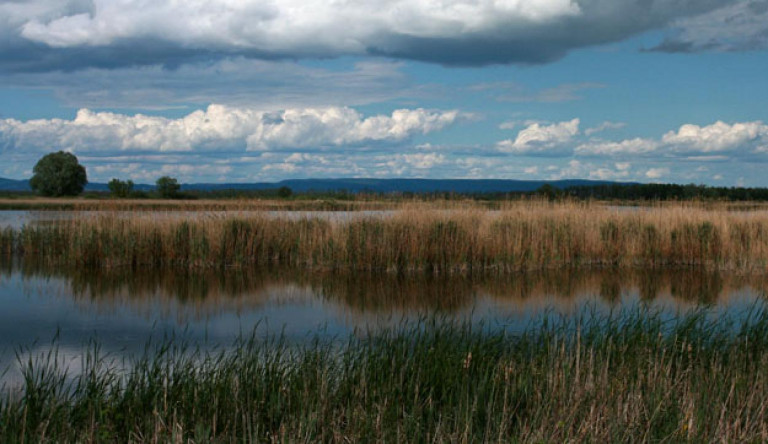 „Egy nádas felér egy világegyetemmel” – Magyari Máté ökológiai szakreferens a Kis-Balatonról