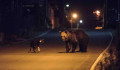 Németh Szilárd örülhet, még Soros se tudja megállítani a Tusnádfürdő utcáin bóklászó medvéket – Fotók