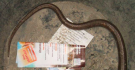 Kígyó miatt hívtak rendőrt a XIII. kerületi házhoz, de „csak” egy kuszmát találtak