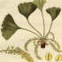 Materia Medica - Gyógyító anyagok a Narancsban