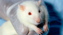 Embert nem, de albínó patkányokat tényleg lefogyaszt a zsírevő zselé