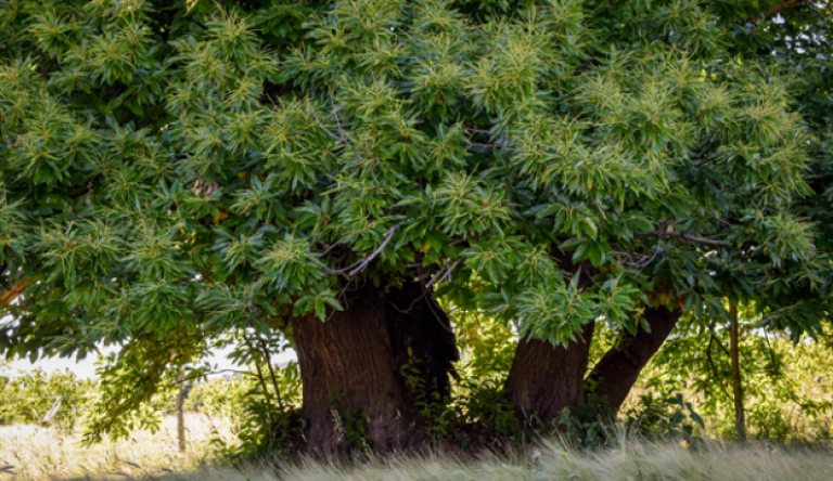 Hős szelídgesztenye