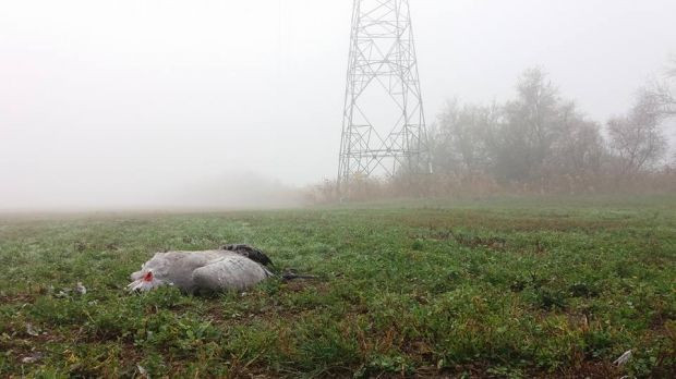 Természetvédők szerint nem elég szigorítani a törvényeken