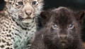 Karácsonyi cukiságplafon: megkapták egyedi azonosítójukat a kis jaguárok Nyíregyházán