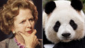 Fény derült Margaret Thatcher pandautálatára