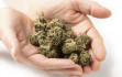Legalizálná a marihuánát a német kormány 