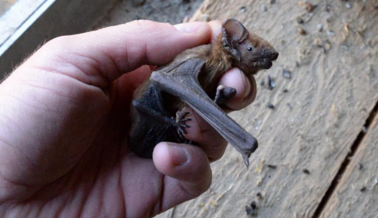 Mi lehet a legmeglepőbb egy kivágott fában? Egy denevér!