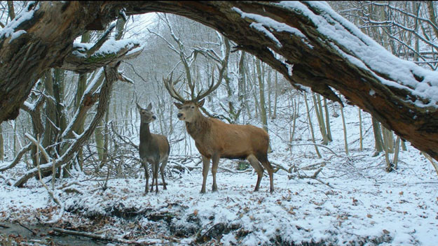 Újabb magyar film lett Oscar-jelölt