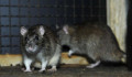 Méretes, jól fejlett patkányok korzóznak a HÉV végállomásánál – Fotó!