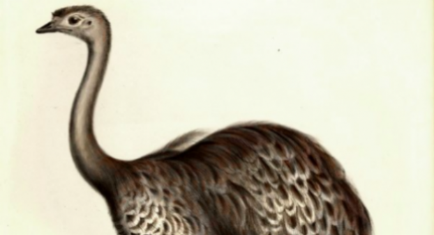 Darwin a hívő felesége miatt késlekedett az evolúcióelmélet publikálásával