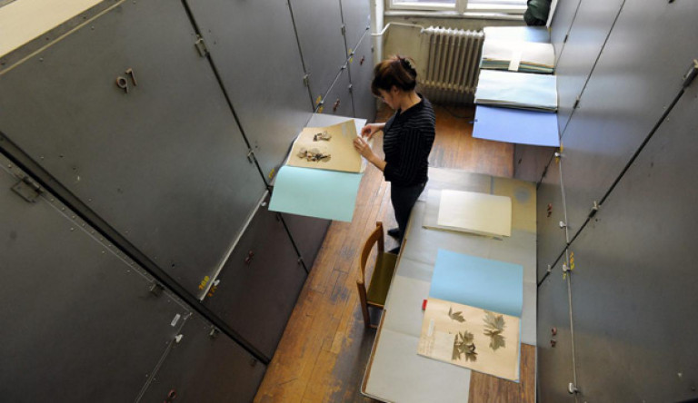 A természetnek a NER-ben nem osztottak lapot: az ellehetetlenülés szélére került a Növénytár