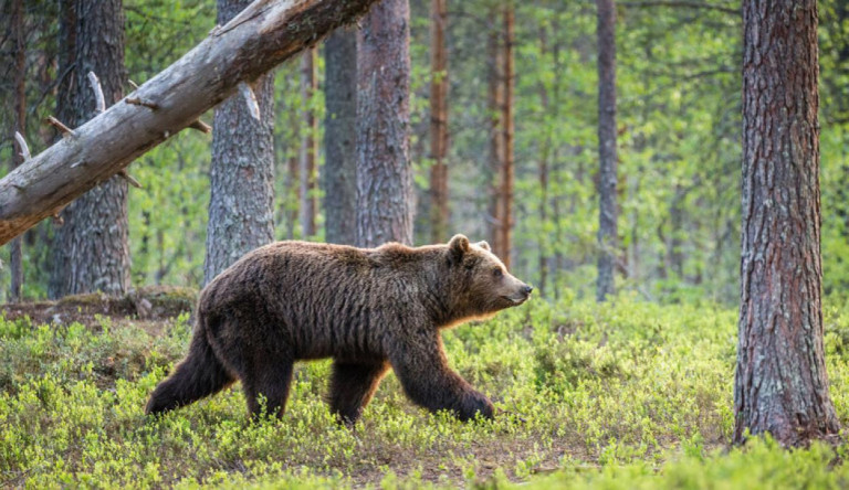 Medvét észleltek az Aggteleki Nemzeti Park területén, Boldva határában