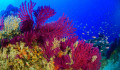 Csodás korallerdőt fedeztek fel Szicília partjainál