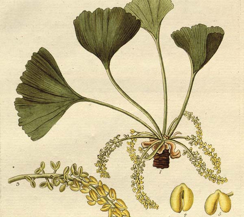 Materia Medica – Új tagokkal bővül a Magyar Narancs egészségügyi blogja
