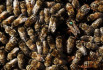 Elpusztult a magyar méhcsaládok fele