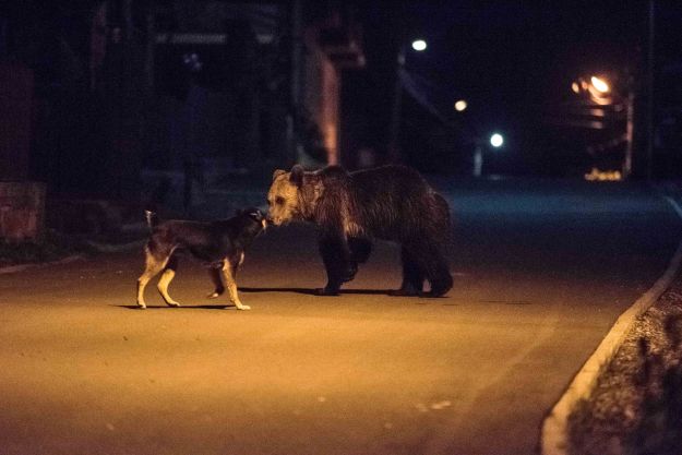 Medve ismerkedik kutyával Tusnádfürdőn