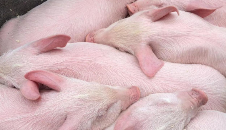 Leölik az összes állatot Európa második legnagyobb sertésfarmján